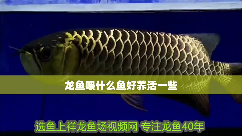 龍魚喂什么魚好養活一些 龍魚喂什么魚好養活一些 龍魚百科