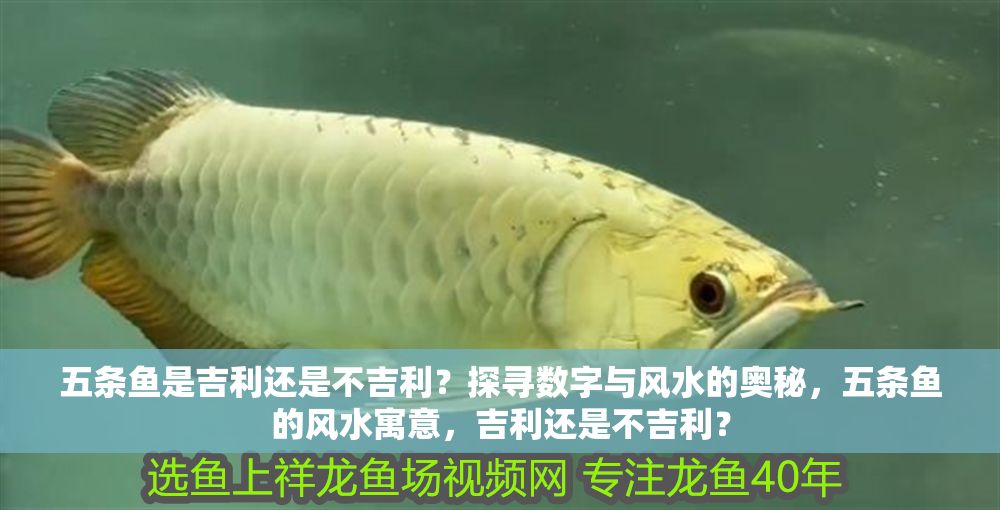 五條魚是吉利還是不吉利？探尋數(shù)字與風(fēng)水的奧秘，五條魚的風(fēng)水寓意，吉利還是不吉利？