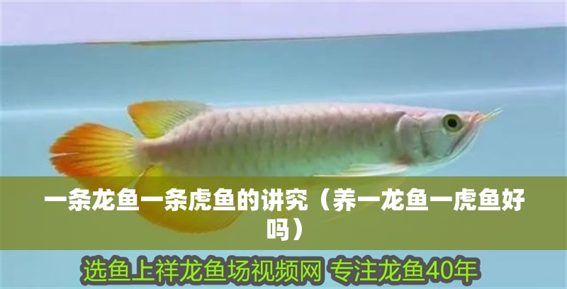 一條龍魚一條虎魚的講究（養一龍魚一虎魚好嗎）