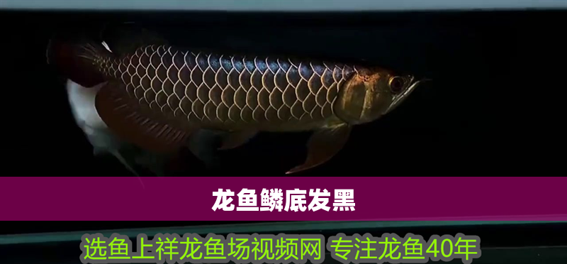 龍魚鱗底發(fā)黑