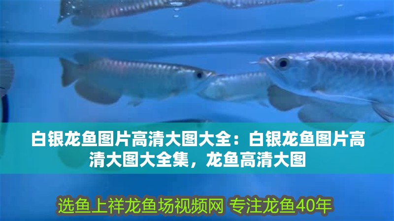 白銀龍魚圖片高清大圖大全：白銀龍魚圖片高清大圖大全集，龍魚高清大圖