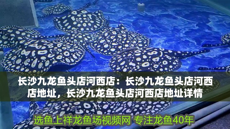 長沙九龍魚頭店河西店：長沙九龍魚頭店河西店地址，長沙九龍魚頭店河西店地址詳情