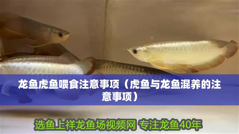 龍魚虎魚喂食注意事項(xiàng)（虎魚與龍魚混養(yǎng)的注意事項(xiàng)）