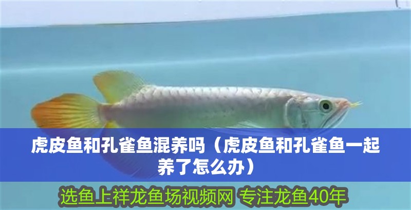 虎皮魚和孔雀魚混養嗎（虎皮魚和孔雀魚一起養了怎么辦）
