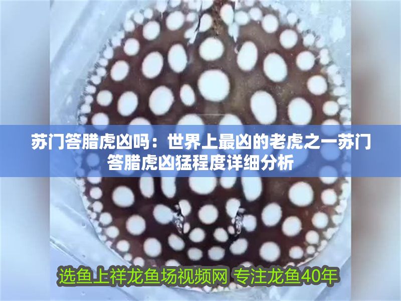 蘇門答臘虎兇嗎：世界上最兇的老虎之一蘇門答臘虎兇猛程度詳細分析