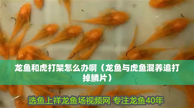 龍魚和虎打架怎么辦啊（龍魚與虎魚混養(yǎng)追打掉鱗片） 龍魚和虎打架怎么辦啊（龍魚與虎魚混養(yǎng)追打掉鱗片） 虎魚百科