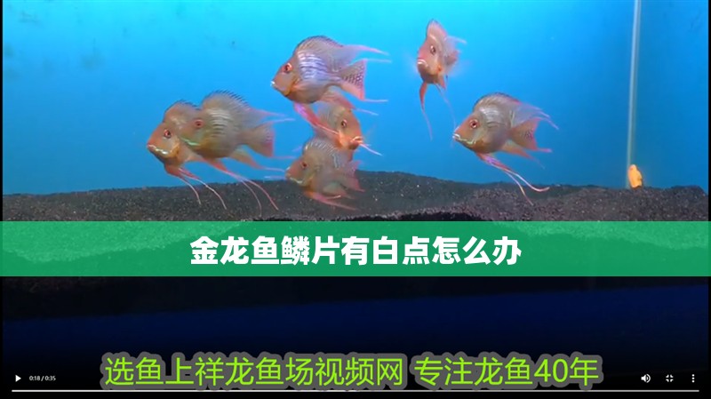 金龍魚鱗片有白點怎么辦