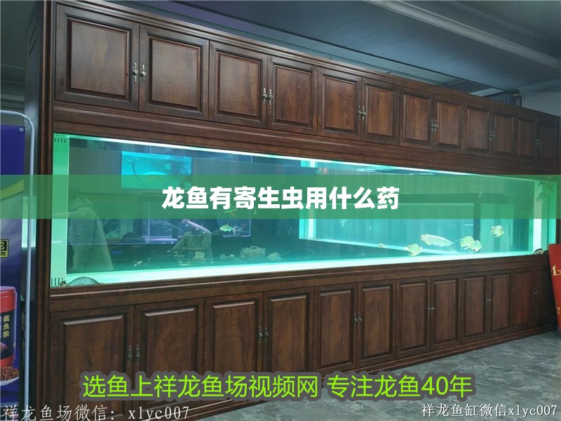 龍魚有寄生蟲用什么藥