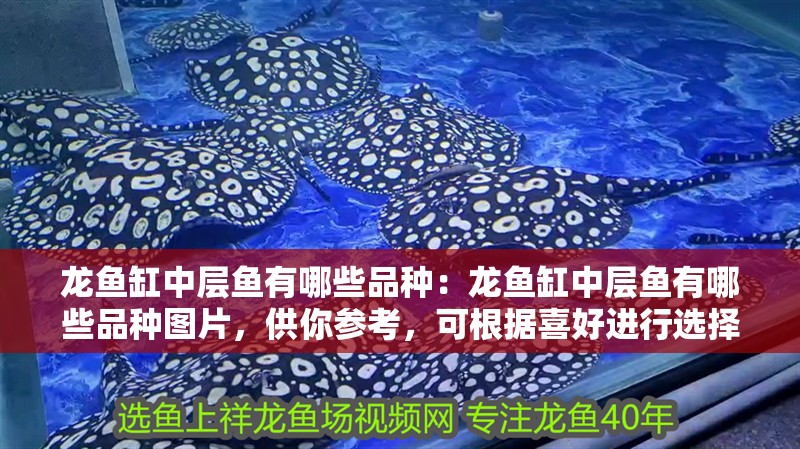 龍魚(yú)缸中層魚(yú)有哪些品種：龍魚(yú)缸中層魚(yú)有哪些品種圖片，供你參考，可根據(jù)喜好進(jìn)行選擇，，揭秘龍魚(yú)缸中層魚(yú)的多元品種及精彩圖片，探尋龍魚(yú)缸中層魚(yú)品種全貌與對(duì)應(yīng)圖片，聚焦龍魚(yú)缸中層魚(yú)，豐富品種+生動(dòng)圖片