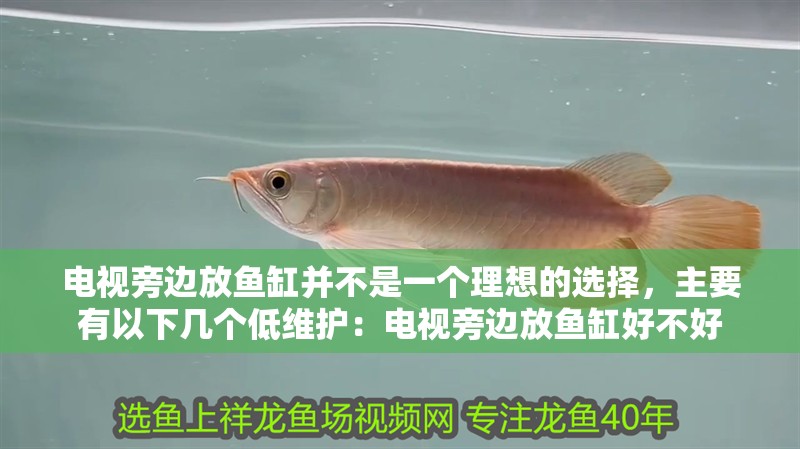 電視旁邊放魚缸并不是一個理想的選擇，主要有以下幾個低維護：電視旁邊放魚缸好不好