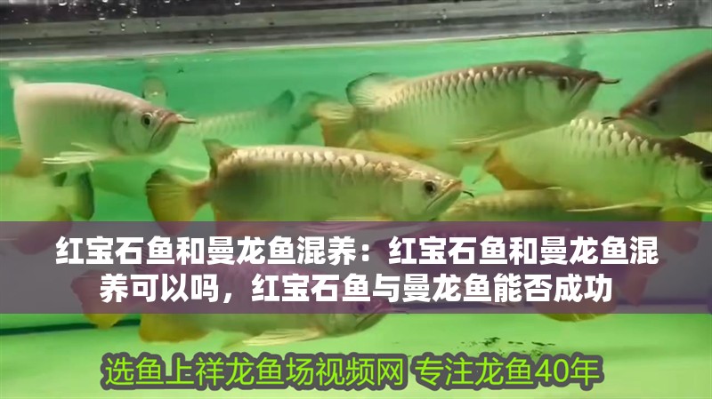 紅寶石魚和曼龍魚混養(yǎng)：紅寶石魚和曼龍魚混養(yǎng)可以嗎，紅寶石魚與曼龍魚能否成功