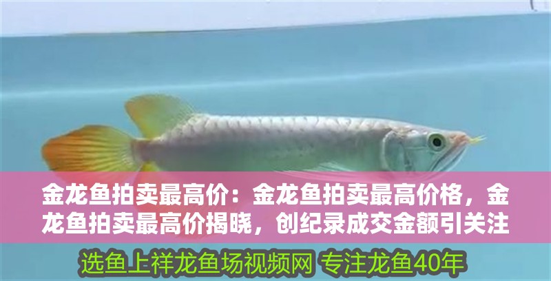 金龍魚拍賣最高價：金龍魚拍賣最高價格，金龍魚拍賣最高價揭曉，創紀錄成交金額引關注