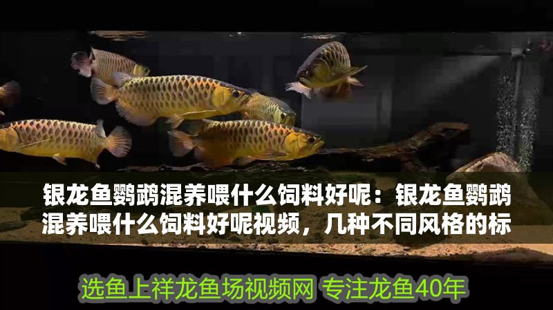 銀龍魚鸚鵡混養喂什么飼料好呢：銀龍魚鸚鵡混養喂什么飼料好呢視頻，幾種不同風格的標題供你參考，，銀龍魚與鸚鵡混養，選啥飼料更合適？，揭秘！銀龍魚和鸚鵡混養的最佳飼料選擇，銀龍魚×鸚鵡混養，優質飼料大