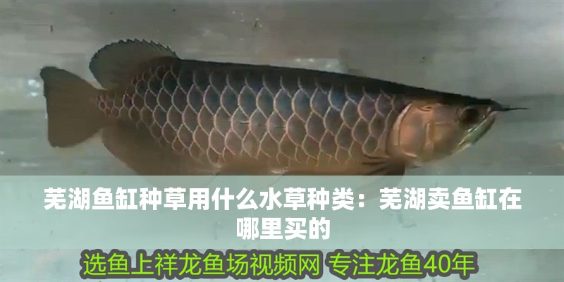 蕪湖魚缸種草用什么水草種類：蕪湖賣魚缸在哪里買的