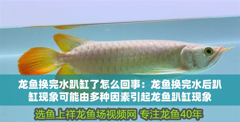 龍魚換完水趴缸了怎么回事：龍魚換完水后趴缸現象可能由多種因素引起龍魚趴缸現象