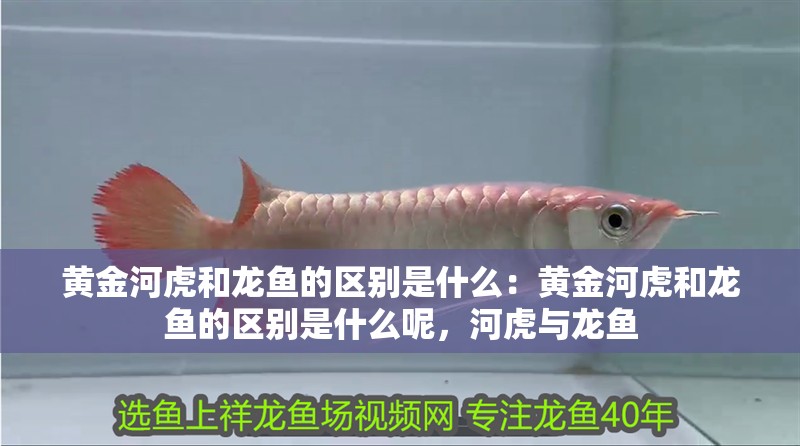 黃金河虎和龍魚的區(qū)別是什么：黃金河虎和龍魚的區(qū)別是什么呢，河虎與龍魚 黃金河虎和龍魚的區(qū)別是什么：黃金河虎和龍魚的區(qū)別是什么呢，河虎與龍魚 水族問答