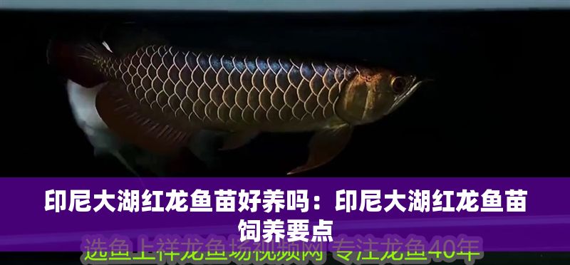 印尼大湖紅龍魚苗好養(yǎng)嗎：印尼大湖紅龍魚苗飼養(yǎng)要點