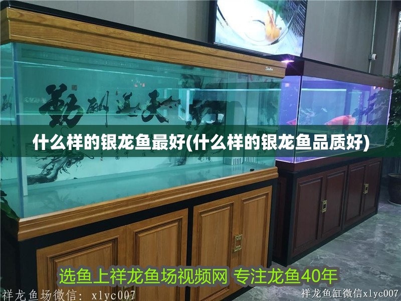 什么樣的銀龍魚(yú)最好(什么樣的銀龍魚(yú)品質(zhì)好)