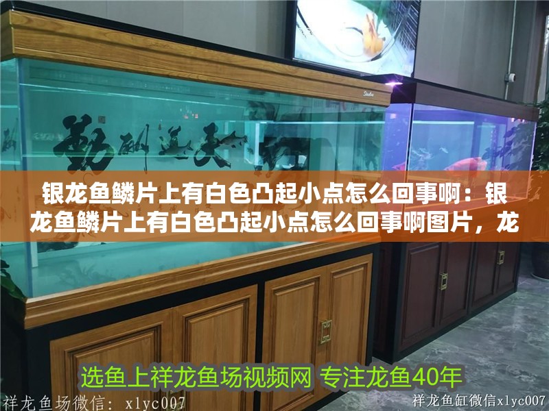 銀龍魚鱗片上有白色凸起小點怎么回事啊：銀龍魚鱗片上有白色凸起小點怎么回事啊圖片，龍魚鱗片現白色凸起小點原因