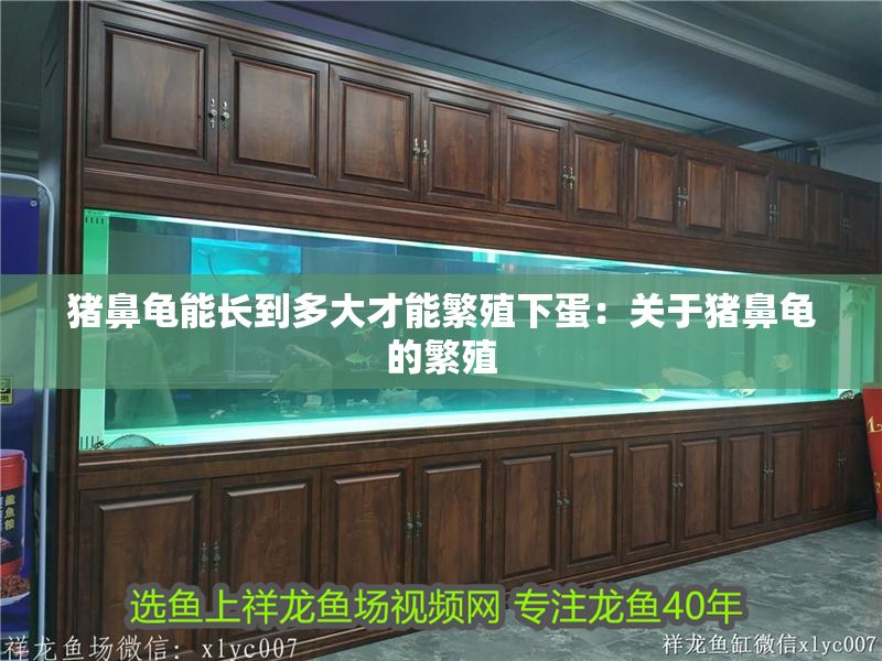 豬鼻龜能長到多大才能繁殖下蛋：關(guān)于豬鼻龜?shù)姆敝? title=