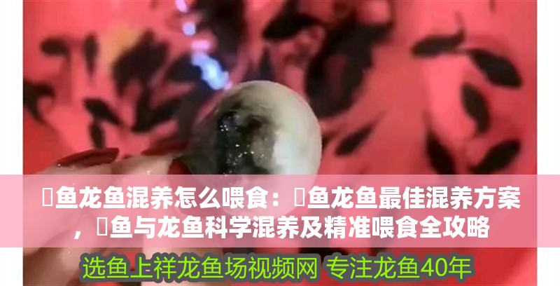 魟魚龍魚混養怎么喂食：魟魚龍魚最佳混養方案，魟魚與龍魚科學混養及精準喂食全攻略