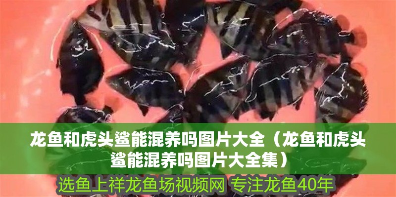 龍魚和虎頭鯊能混養嗎圖片大全（龍魚和虎頭鯊能混養嗎圖片大全集） 龍魚和虎頭鯊能混養嗎圖片大全（龍魚和虎頭鯊能混養嗎圖片大全集） 虎魚百科