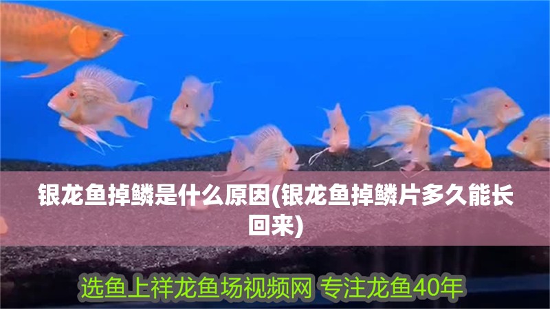 銀龍魚掉鱗是什么原因(銀龍魚掉鱗片多久能長回來)