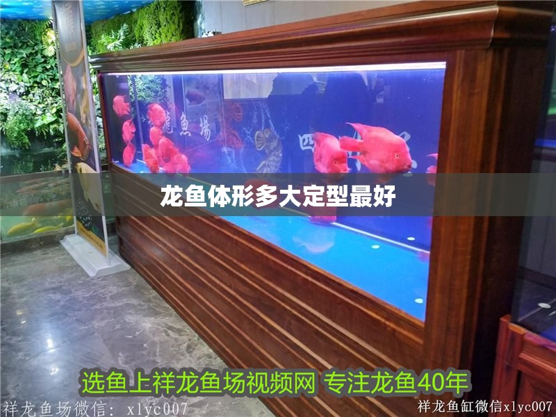 龍魚體形多大定型最好 龍魚體形多大定型最好 龍魚百科