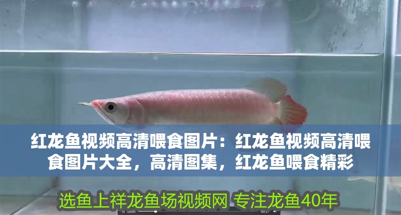 紅龍魚視頻高清喂食圖片：紅龍魚視頻高清喂食圖片大全，高清圖集，紅龍魚喂食精彩