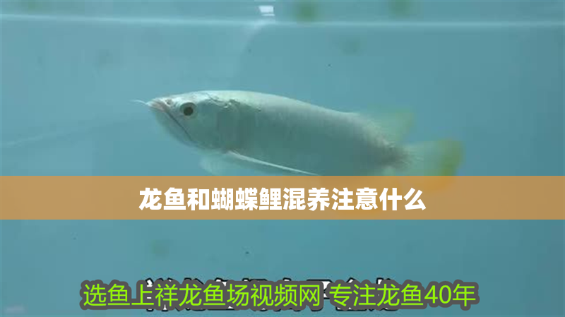 龍魚和蝴蝶鯉混養注意什么