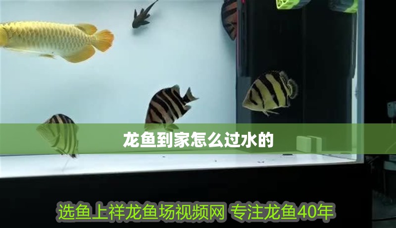 龍魚到家怎么過水的