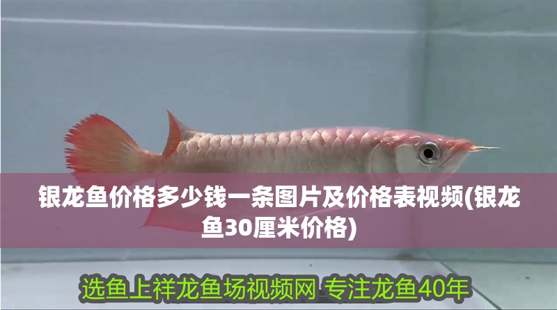 銀龍魚價格多少錢一條圖片及價格表視頻(銀龍魚30厘米價格)