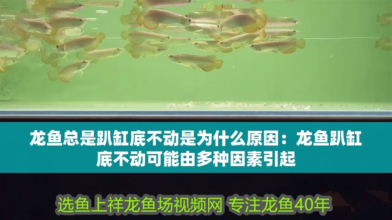 龍魚總是趴缸底不動是為什么原因：龍魚趴缸底不動可能由多種因素引起