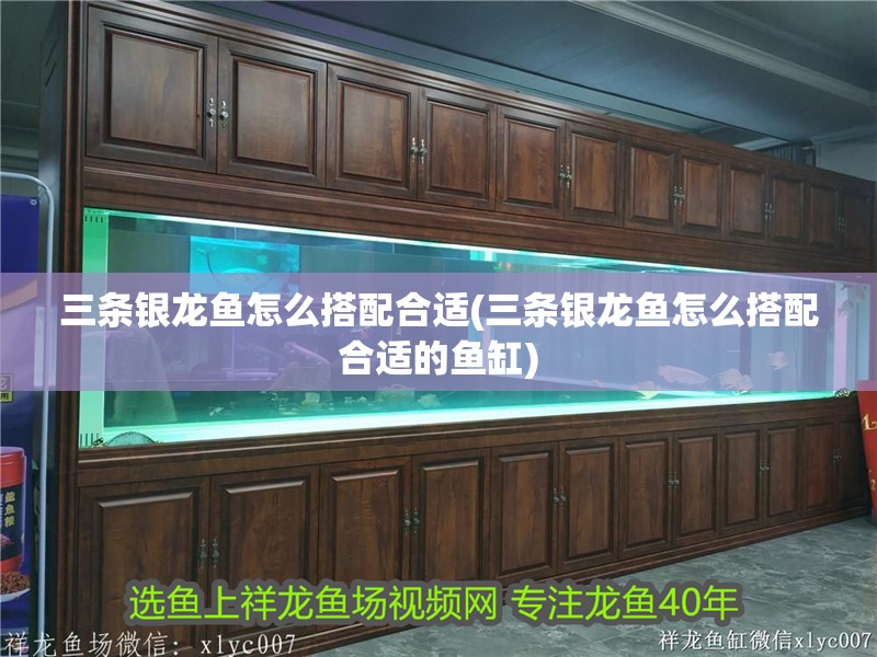 三條銀龍魚怎么搭配合適(三條銀龍魚怎么搭配合適的魚缸)