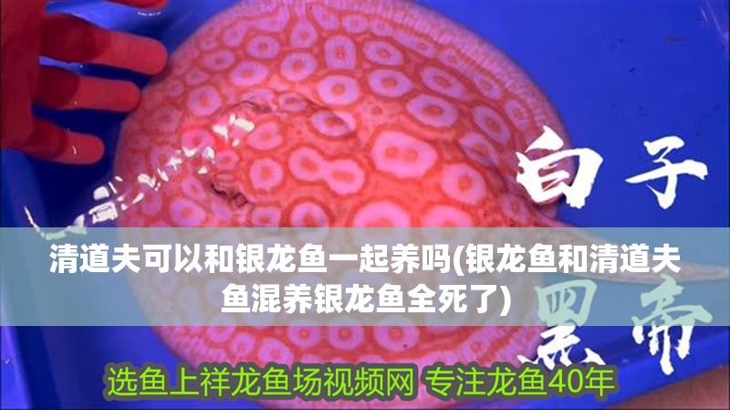 清道夫可以和銀龍魚一起養嗎(銀龍魚和清道夫魚混養銀龍魚全死了)