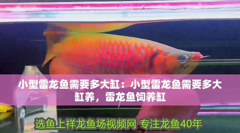 小型雷龍魚需要多大缸：小型雷龍魚需要多大缸養，雷龍魚飼養缸