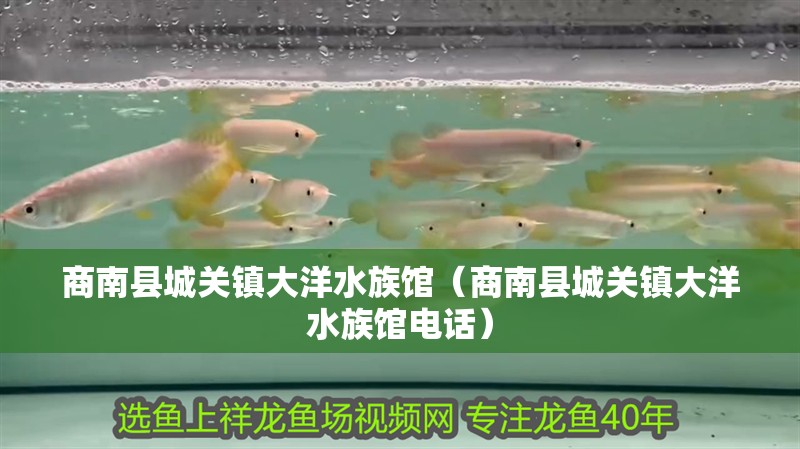 商南縣城關鎮大洋水族館（商南縣城關鎮大洋水族館電話）
