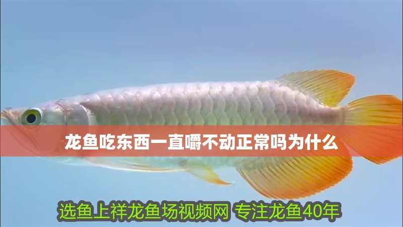 龍魚吃東西一直嚼不動(dòng)正常嗎為什么 龍魚吃東西一直嚼不動(dòng)正常嗎為什么 龍魚百科