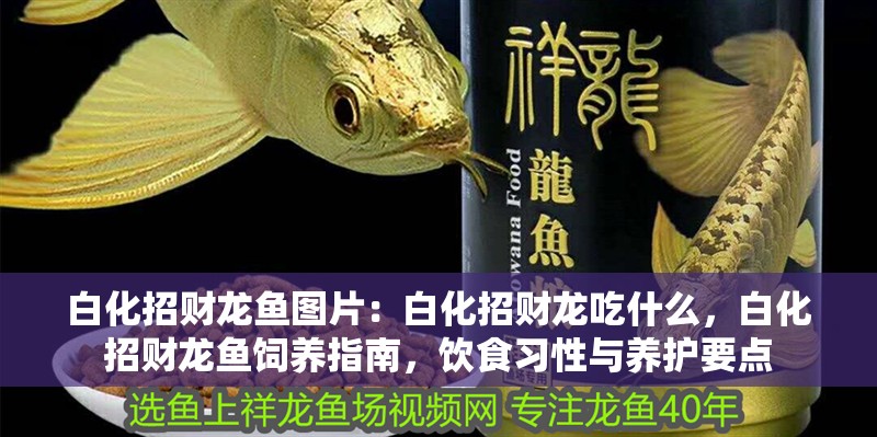 白化招財龍魚圖片：白化招財龍吃什么，白化招財龍魚飼養指南，飲食習性與養護要點