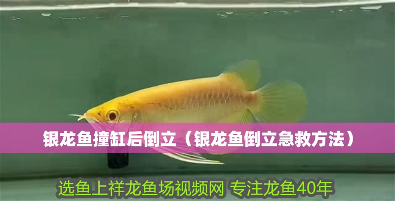銀龍魚撞缸后倒立（銀龍魚倒立急救方法）