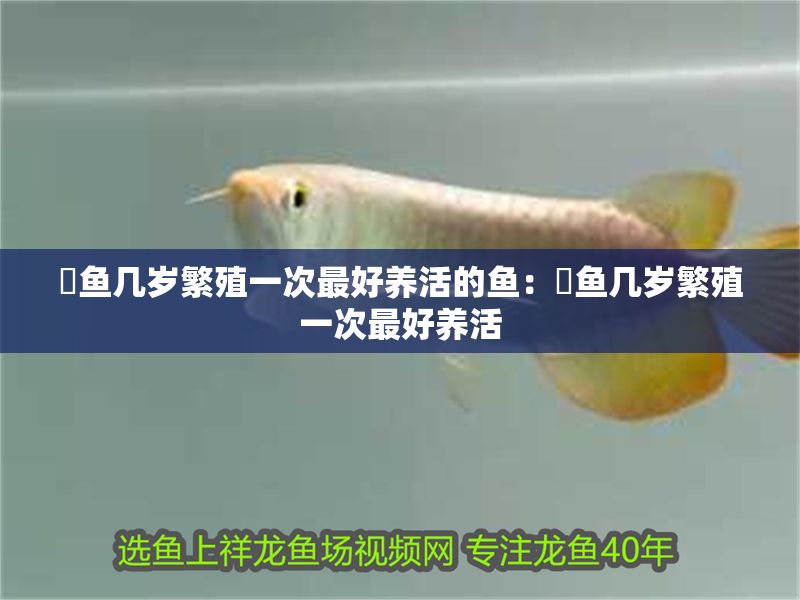 魟魚幾歲繁殖一次最好養(yǎng)活的魚：魟魚幾歲繁殖一次最好養(yǎng)活
