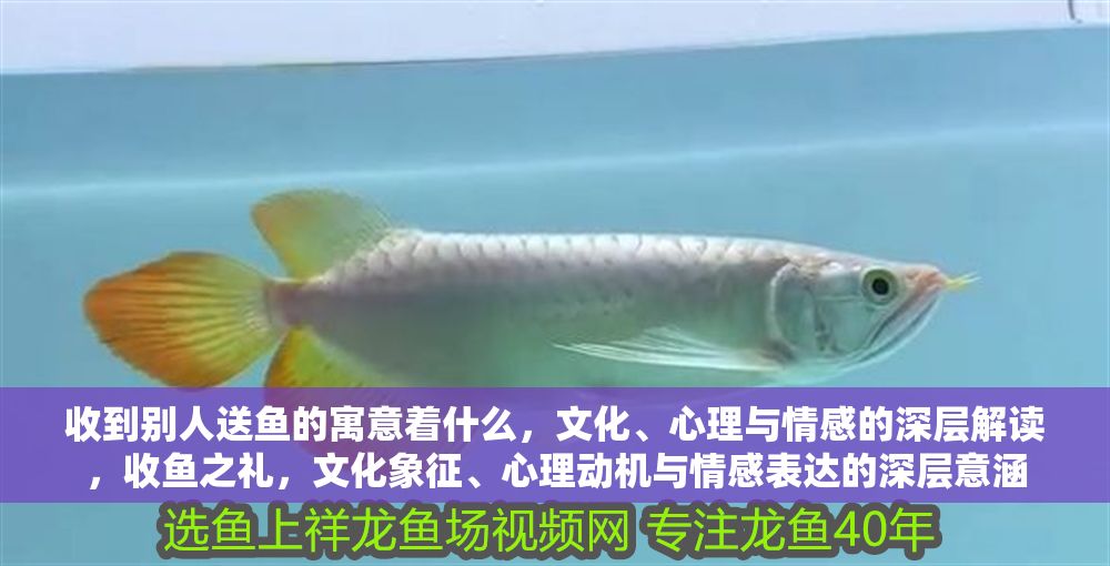 收到別人送魚的寓意著什么，文化、心理與情感的深層解讀，收魚之禮，文化象征、心理動(dòng)機(jī)與情感表達(dá)的深層意涵