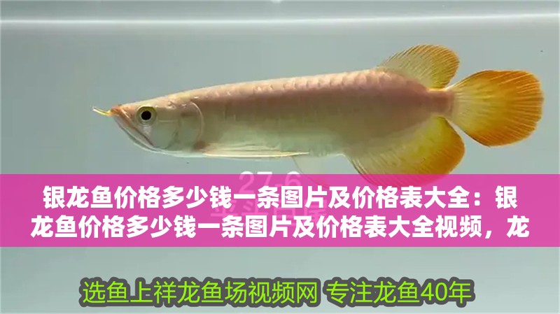 銀龍魚價格多少錢一條圖片及價格表大全：銀龍魚價格多少錢一條圖片及價格表大全視頻，龍魚價格全解析，圖片、價格