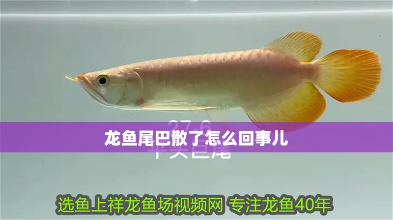 龍魚尾巴散了怎么回事兒
