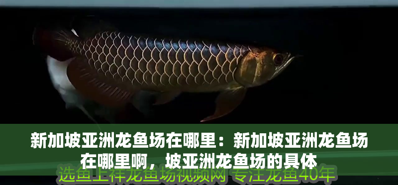 新加坡亞洲龍魚場在哪里：新加坡亞洲龍魚場在哪里啊，坡亞洲龍魚場的具體