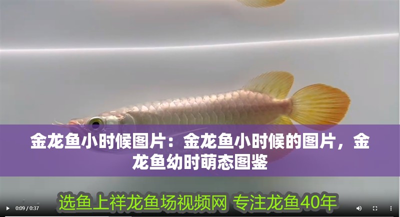 金龍魚小時候圖片：金龍魚小時候的圖片，金龍魚幼時萌態圖鑒