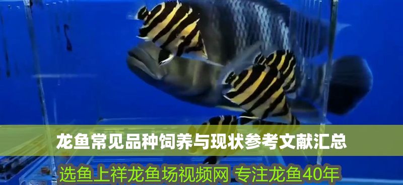 龍魚常見品種飼養(yǎng)與現(xiàn)狀參考文獻(xiàn)匯總