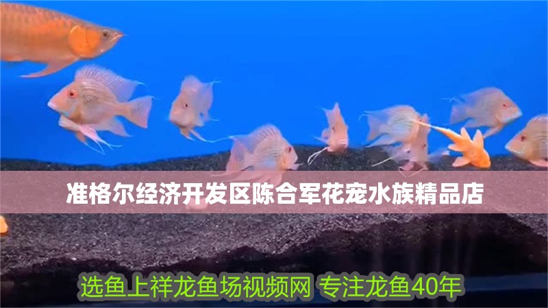 準格爾經濟開發區陳合軍花寵水族精品店