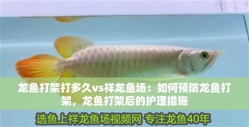 龍魚打架打多久vs祥龍魚場：如何預防龍魚打架，龍魚打架后的護理措施 龍魚打架打多久vs祥龍魚場：如何預防龍魚打架，龍魚打架后的護理措施 vs祥龍魚場 第1張