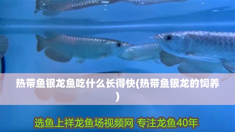 熱帶魚銀龍魚吃什么長得快(熱帶魚銀龍的飼養)